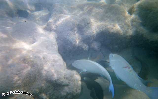  Египет  Красное море  Подводный мир, расстояние 1-2-3 метра , прямо на пляже, ка