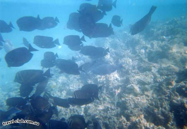  Египет  Красное море  Подводный мир, расстояние 1-2-3 метра , прямо на пляже, ка