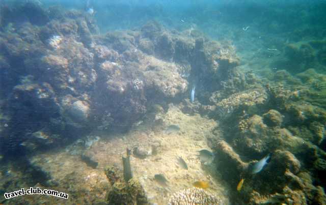  Египет  Красное море  Подводный мир, расстояние 1-2-3 метра , прямо на пляже, ка