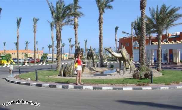  Египет  Шарм Эль Шейх  Lti grand azur 5*  Верблюдики на въезде в отель как настоящие
