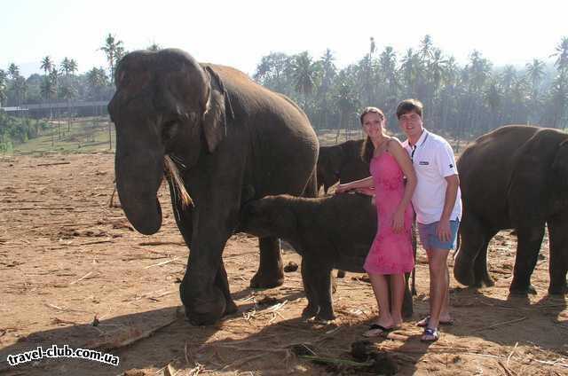  Шри-Ланка  Слоновий питомник