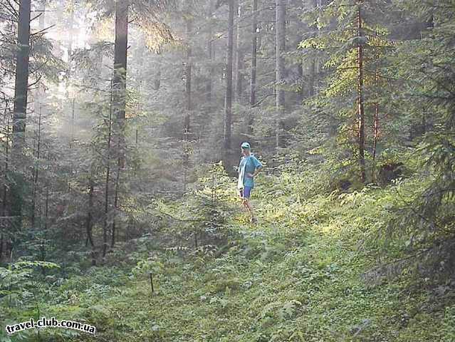  Украина  Закарпатье  Де смерічок,ген,розмай...