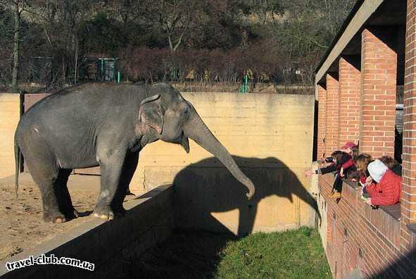  Чехия  Прага  Головой кивает слон,<br />
Он туристам шлёт поклон...