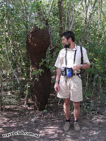  Куба  Санта Люсия  Термитник, сооруженный вокруг ствола небольшого дерев