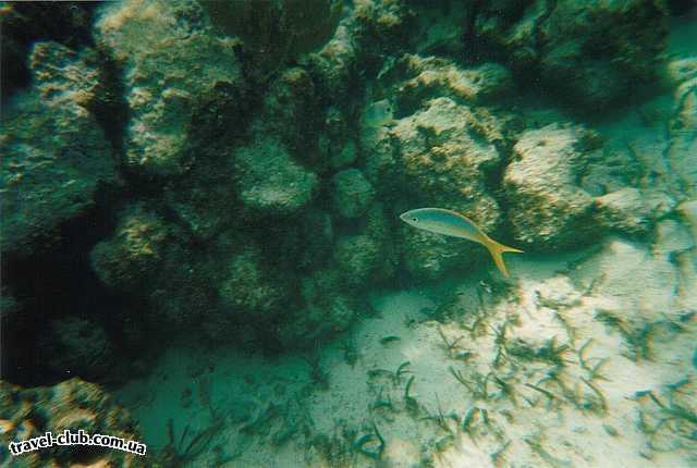  Куба  Санта Люсия  Рыбки караллового рифа.