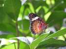 > Таиланд > Паттайя  Сад бабочек (Нонг-Нуч) 