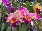 > Таиланд > Паттайя  Орхидеи (Нонг-Нуч)