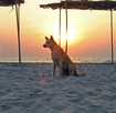  Индия  Гоа  Собаки в Индии свободны:)