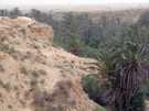  Тунис  Оазис в плато. Финиковые пальмы.