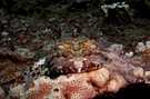  Египет  Красное море  рыба крокодил (рас мухамед)