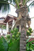  Таиланд  Паттайя  Sheraton Pattaya resort 5*  Кокосы - бесплатно