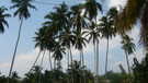 > Шри-Ланка  Везде такие обалденные пальмы с королевскими кокосами