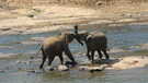 Шри-Ланка  Парк слонов. Канди