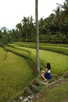  Индонезия  остров Бали  Рисовые плантации Бали