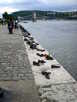 > Венгрия > Будапешт > Платанус ***  Памятник жертвам Холокоста на набережной Пешта