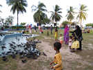 > Мальдивские о-ва > Мале  Детские забавы - кормить и гонять голубей