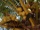  Мальдивские о-ва  атолл Адду остров Ган  Equator Village  Так растут кокосы