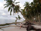  Мальдивские о-ва  атолл Адду остров Ган  Equator Village  В пальмовой роще