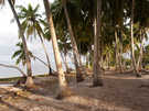  Мальдивские о-ва  атолл Адду остров Ган  Equator Village  В пальмовой роще