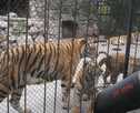 > Украина > Крым > Ялтинский зоопарк  несколько клеток с тиграми,несколько со львами