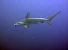  Египет  Красное море  акула молот