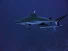  Египет  Красное море  серая рифовая акула