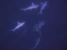  Египет  Красное море  Стая акул (хамер хэд)Тиран, Шарм.