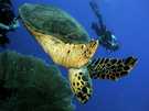  Египет  Красное море  черепаха. рас Мухамед