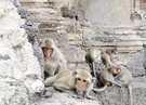 > Таиланд  Древний храм населенный обезьянами, Лоп Бури