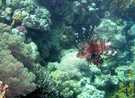  Египет  Красное море  Coral Beach Tiran  Крылатка-зебра