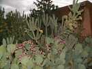  США  New Mexico  Альбукерк  И вот такие кактусы там растут на улице...