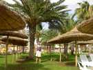 > Тунис > Монастир > Houda Golf Beach  спрятаться под пальмой между зонтиков гигантов