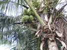  Куба  Варадеро  Sandals Royal Hicacos 5*  Кокосовая пальма
