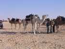 > Тунис > Хаммамет  Camel