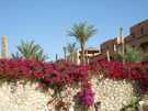 > Египет > Шарм Эль Шейх > Hauza Beach Resort 4+ (Ex. Calimera)  Цветы и пальмы... очень красивая территория...приятные в