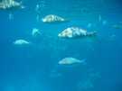> Египет > Шарм Эль Шейх > Hauza Beach Resort 4+ (Ex. Calimera)  Море..рыбки...
