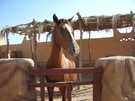 > Египет > Шарм Эль Шейх > Hauza Beach Resort 4+ (Ex. Calimera)  Зоопарк отеля...лошади...