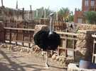  Египет  Шарм Эль Шейх  Hauza Beach Resort 4+ (Ex. Calimera)  Зоопарк отеля еще страусы...