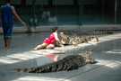  Таиланд  Паттайя  Крокодиловое шоу