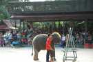 > Таиланд > Паттайя  слон художник за мольбертом