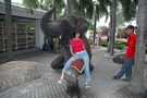  Таиланд  Паттайя  Люблю слонов (с детства )