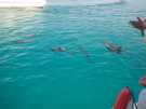  Египет  Хургада  Sea Gull 4*  С острова нас провожали дельфины