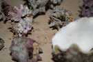  Египет  Шарм Эль Шейх  Coral beach tiran 4*  дары моря и термиты поедающие внутренности
