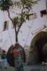  Израиль  ашдод  Яффа.Плодоносящее мандориновое дерево в подвешенном с