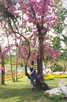> Таиланд > Паттайя  Сухое дерево, НО все в цветах. что за дерево -так и остал