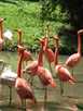 > Малайзия > о.Лангкави+Куала-Лумпур  Так много розовых фламинго в Zoo Negara! А так же много всяк�