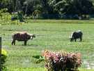 > Малайзия > о.Лангкави+Куала-Лумпур  буйволы на заливных лугах