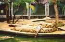 > Таиланд > Паттайя  крокодилы на отдыхе