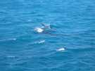 > Египет > Хургада > Sindbad aqua park 4*  Экскурсия по морю, вдалике дельфины...