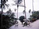 > Таиланд > Бангкок  Отель-бунгало Coral View на острове Ко Тао,<br />
собака Джес 